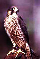 wpdad961ef_0f.jpg
